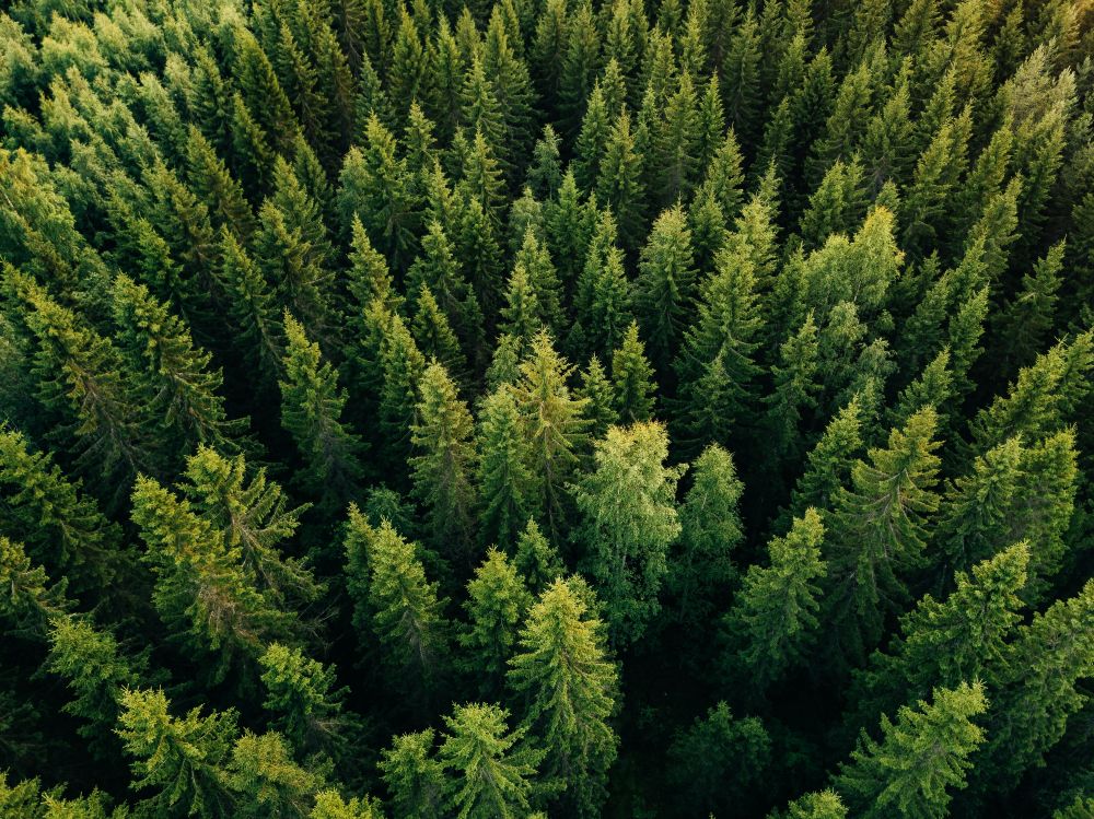 Private forest at the Sonnenhof
